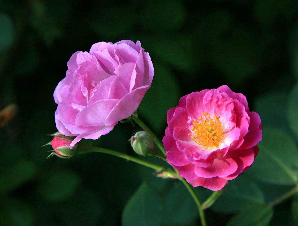 蔷薇花 蔷薇花