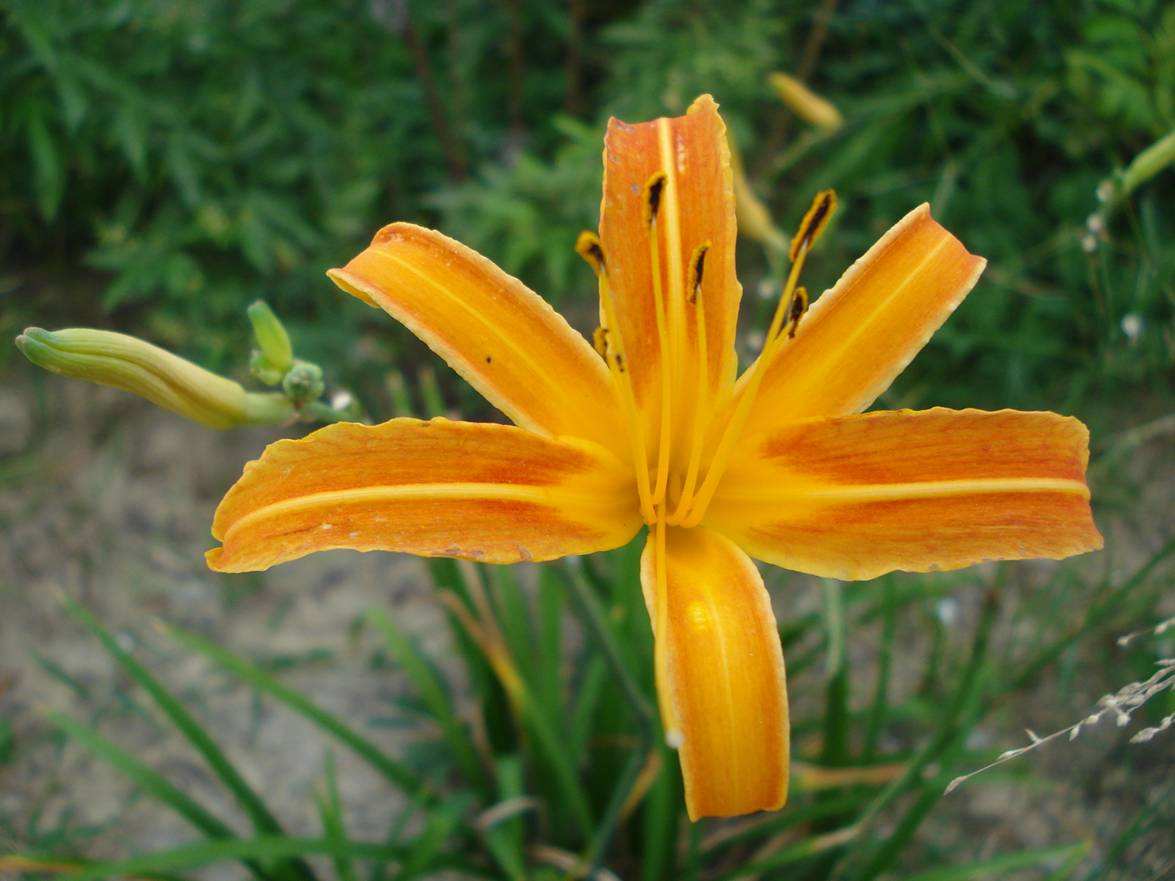 北黄花菜 北黄花菜