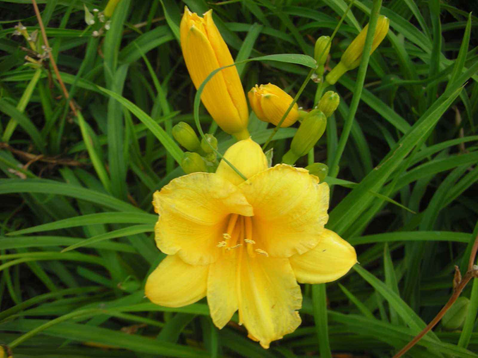 北黄花菜 北黄花菜