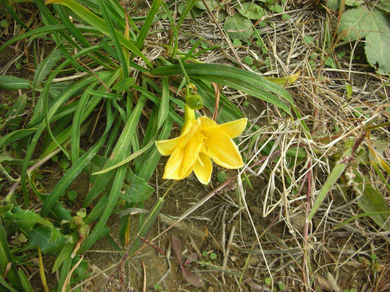 北黄花菜 北黄花菜
