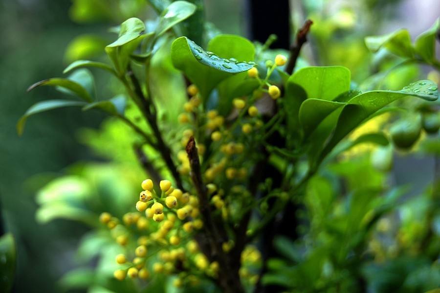米兰花 米兰花