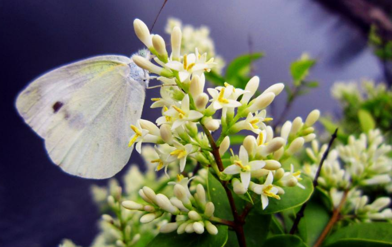 米兰花 米兰花