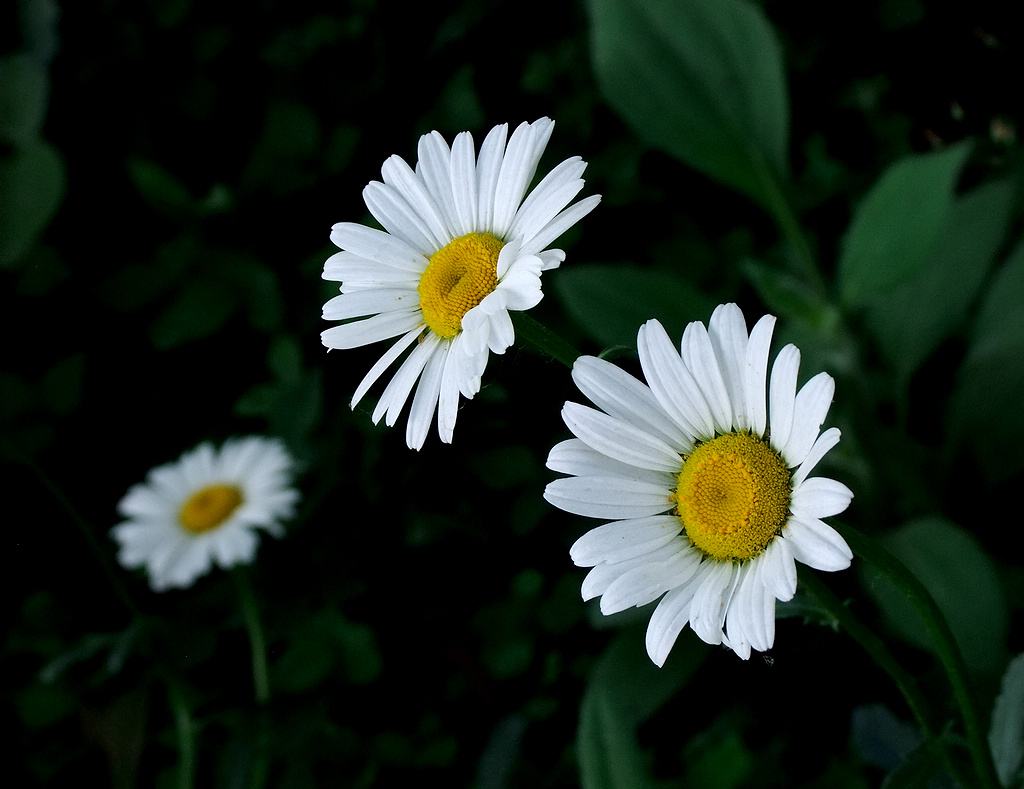 大滨菊 大滨菊