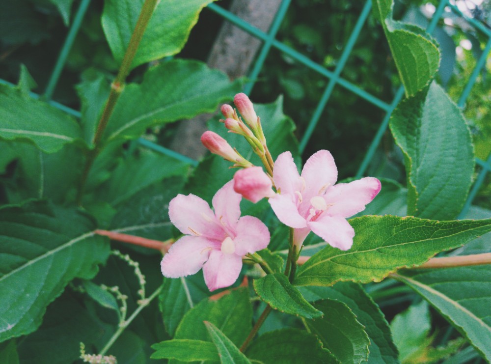 海仙花 海仙花
