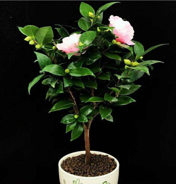 山茶花 山茶花