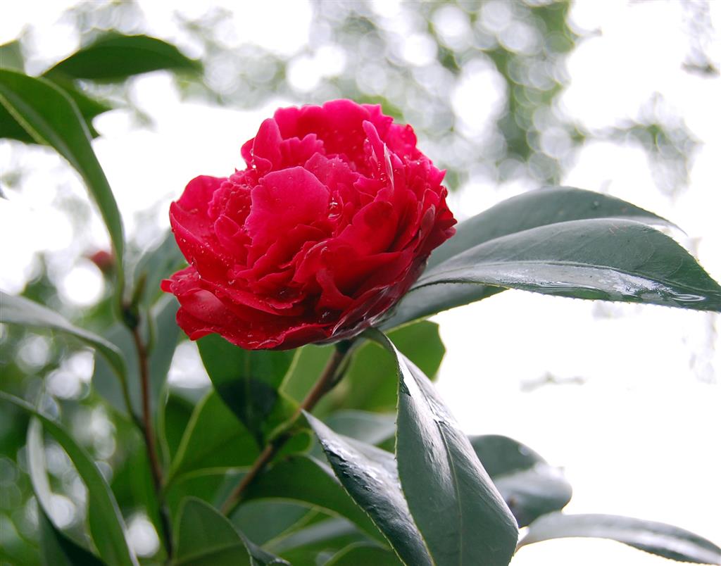 山茶花 山茶花