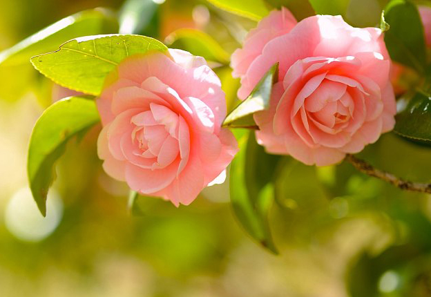 山茶花 山茶花