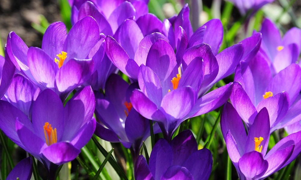 藏红花 藏红花