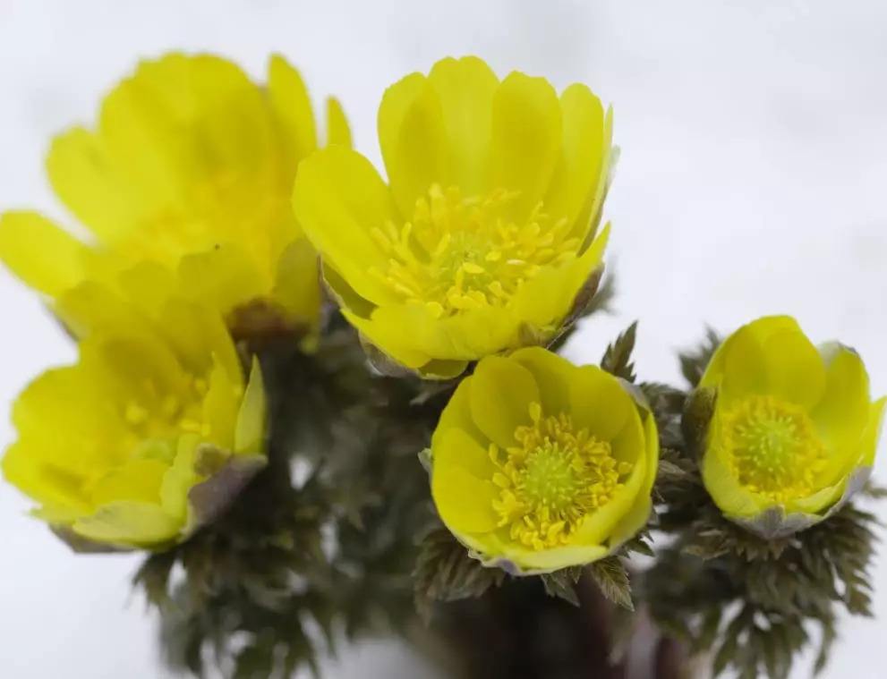 侧金盏花 侧金盏花