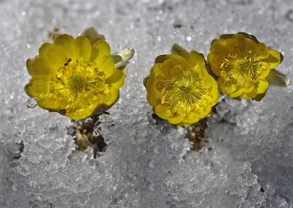 侧金盏花 侧金盏花