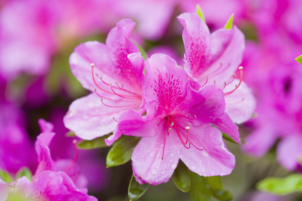 杜鹃花 杜鹃花
