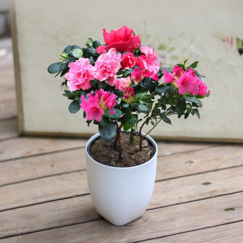 杜鹃花 杜鹃花