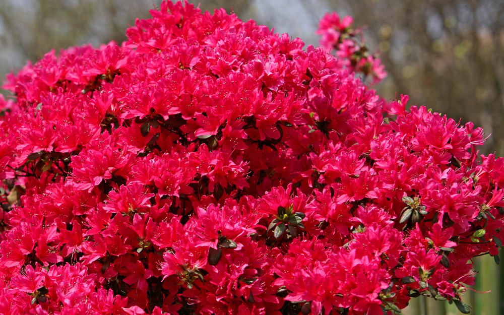 杜鹃花 杜鹃花