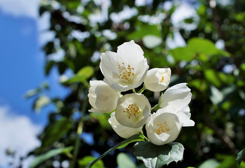 茉莉花 茉莉花
