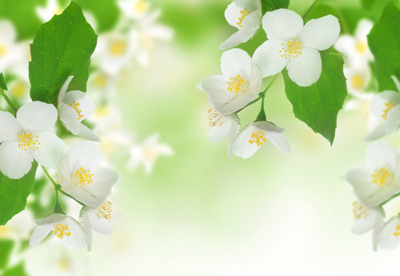 茉莉花 茉莉花