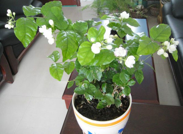 茉莉花 茉莉花