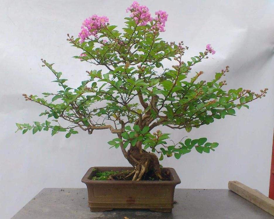 紫薇花 紫薇花