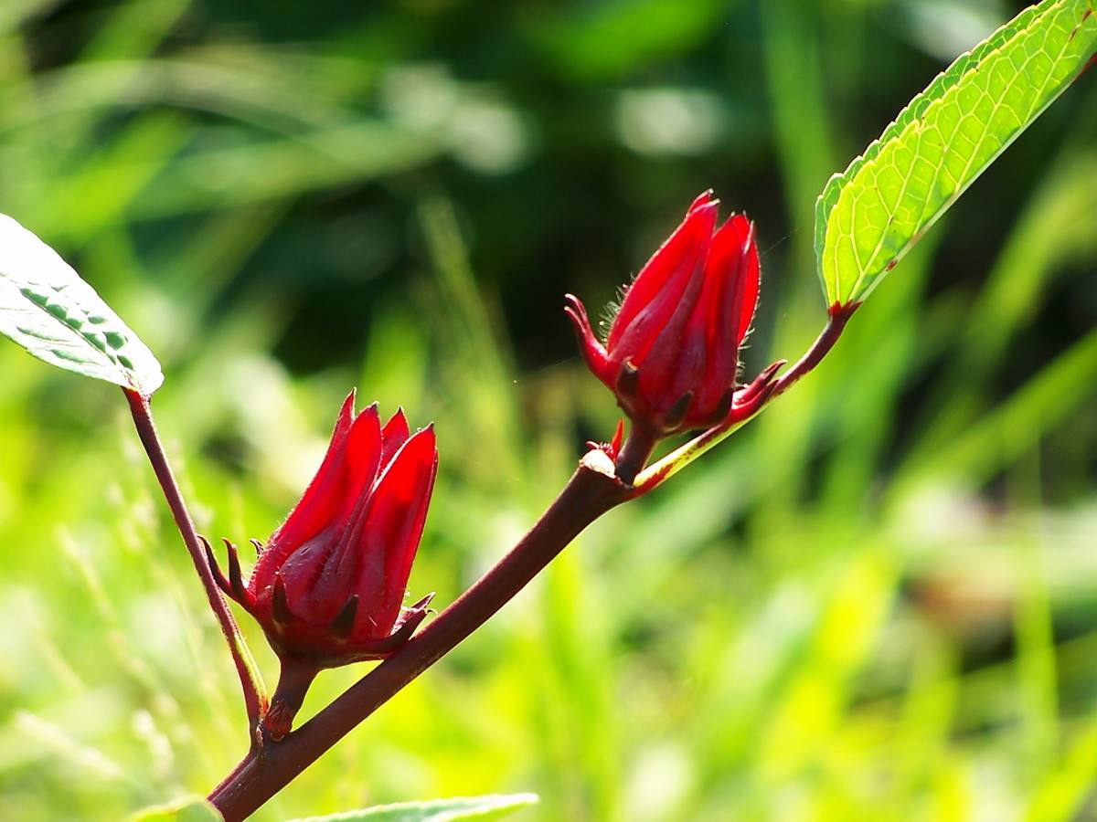洛神花 洛神花