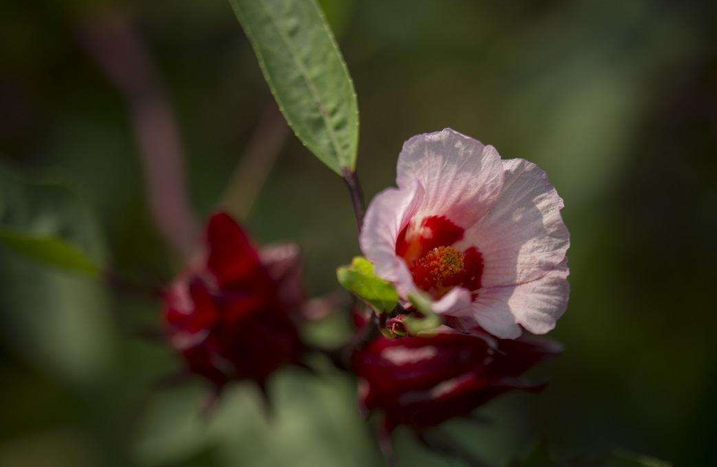 洛神花 洛神花