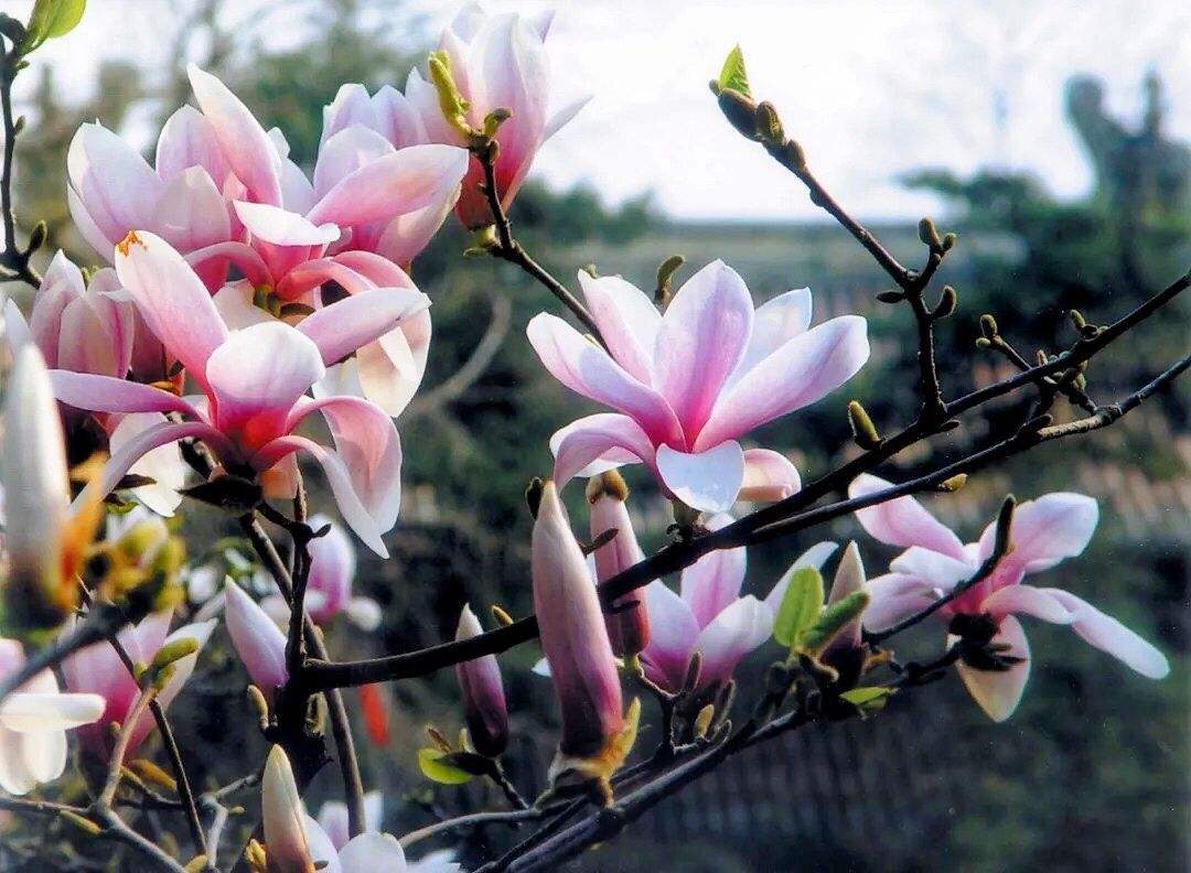 二乔木兰 二乔木兰
