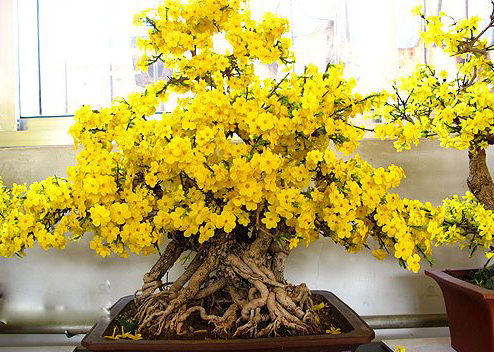 迎春花 迎春花