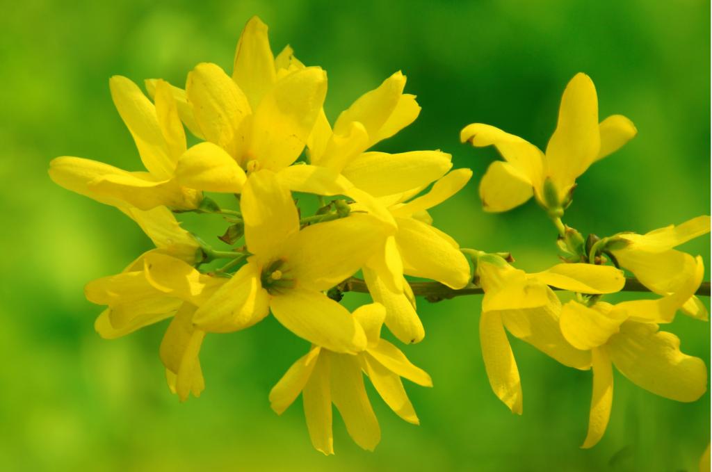 迎春花 迎春花