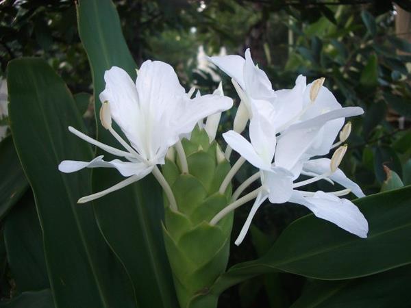 姜花 姜花