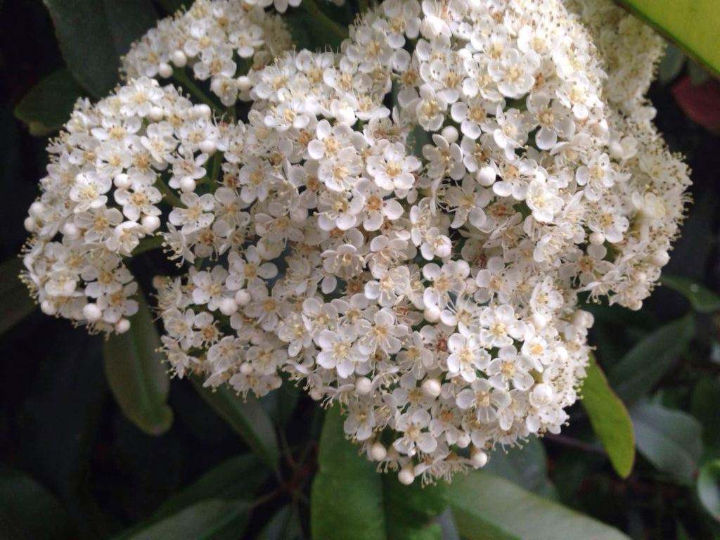 石楠花 石楠花