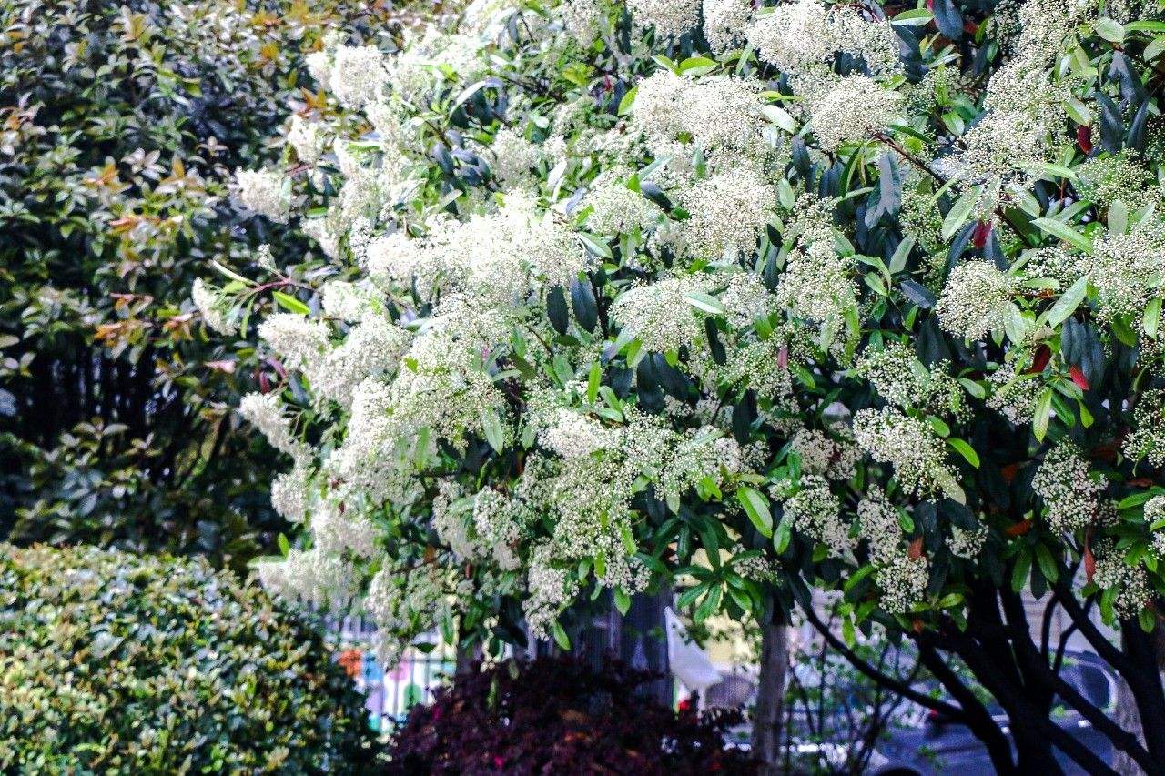 石楠花 石楠花