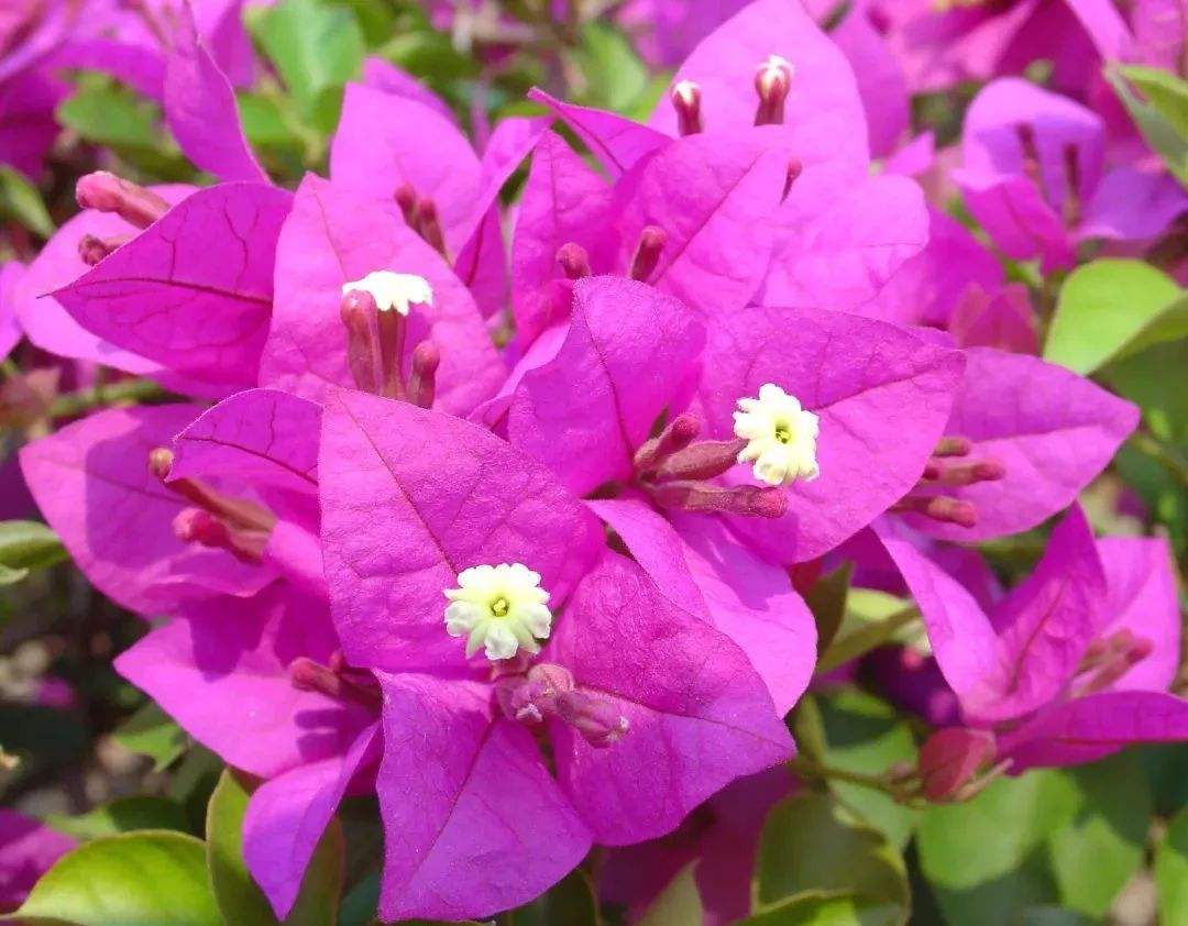 叶子花 叶子花