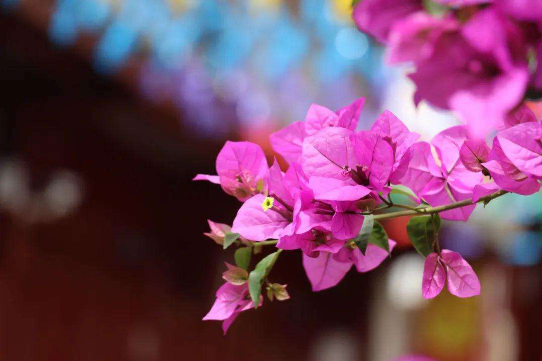 叶子花 叶子花