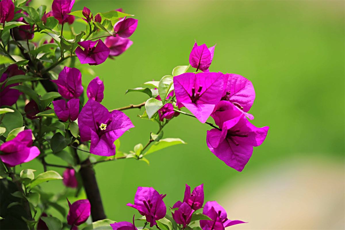 叶子花 叶子花