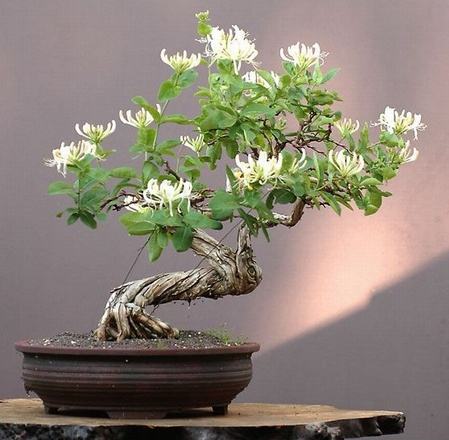 金银花 金银花