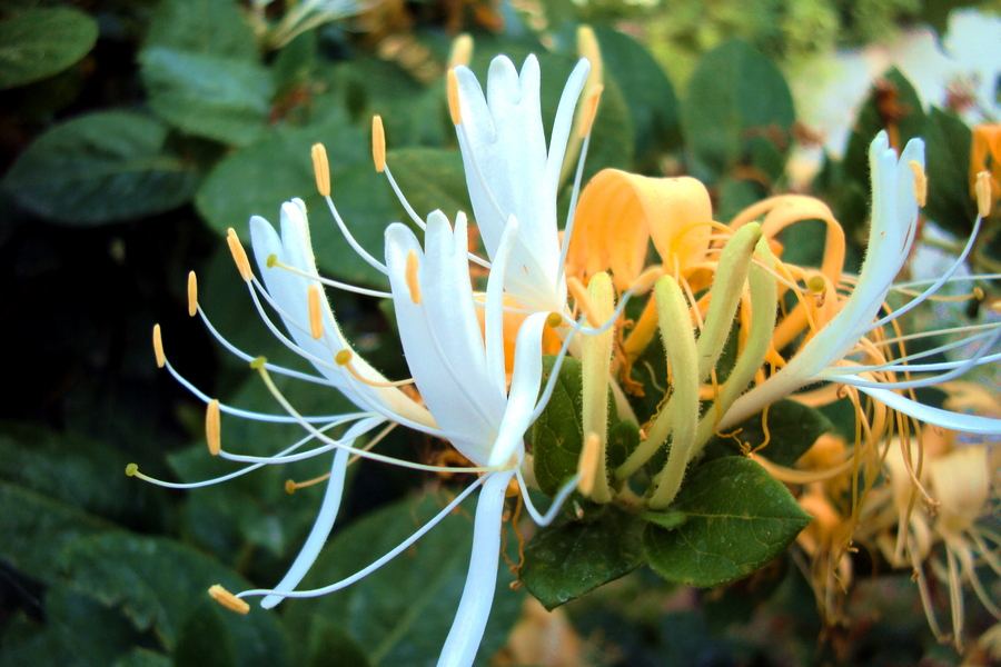金银花 金银花