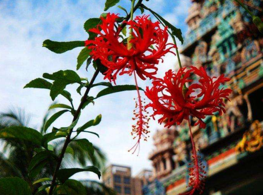 吊灯扶桑 吊灯扶桑