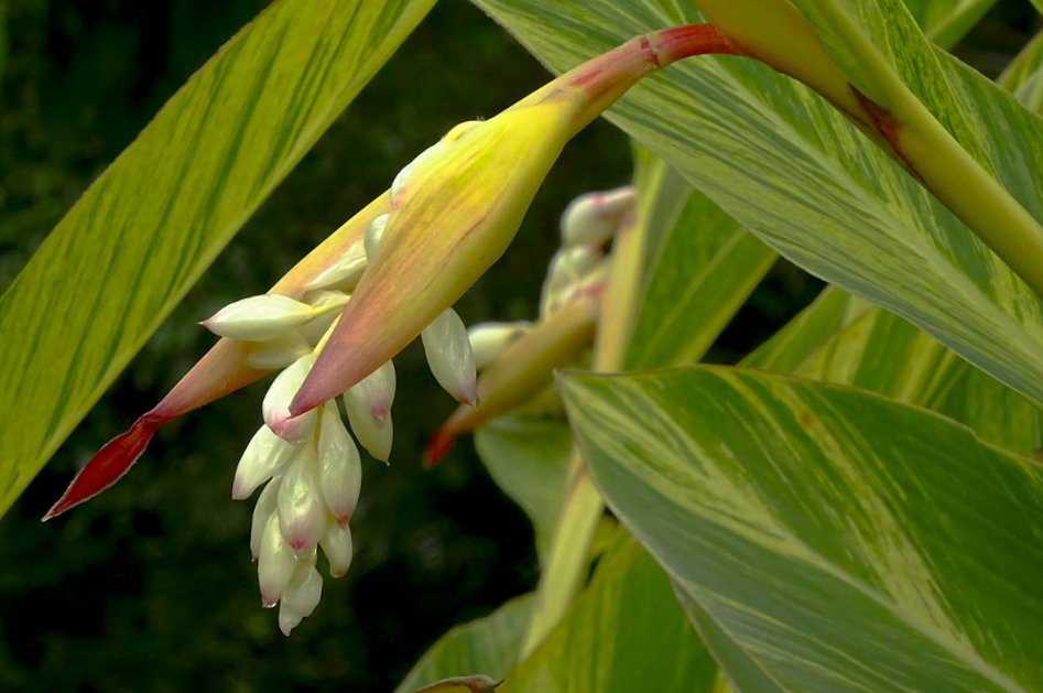 花叶艳山姜