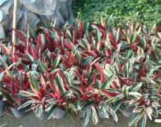 红背竹芋