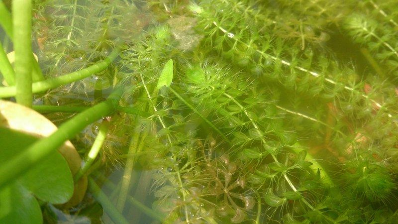 狸藻