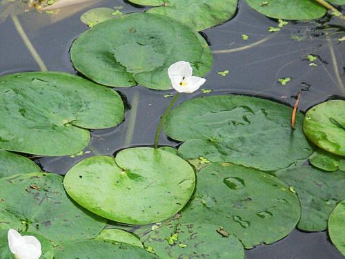 水鳖