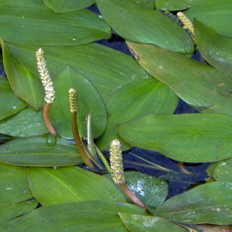 马来眼子菜