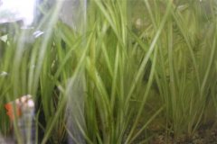 苦草