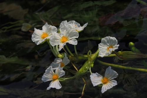 海菜花