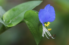 鸭舌草