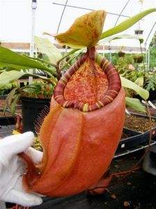 苏门答腊猪笼草