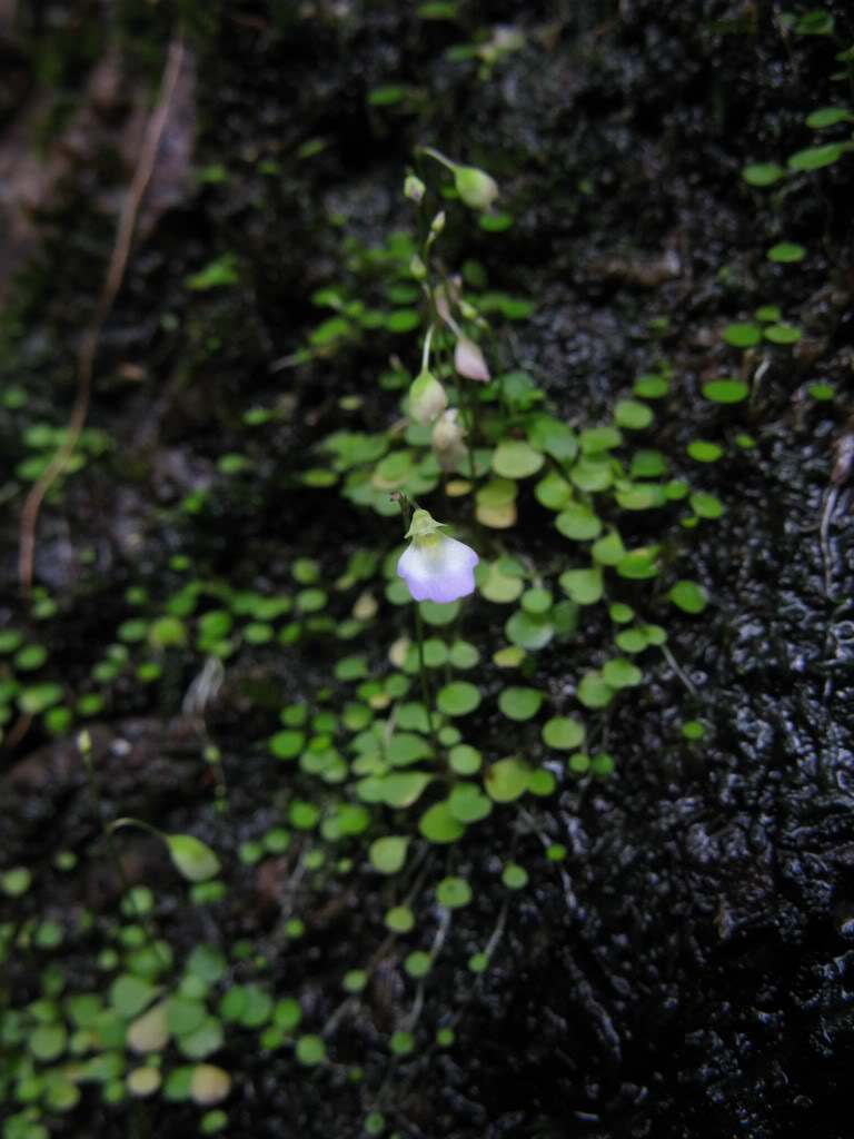 圆叶挖耳草