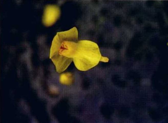 少花狸藻