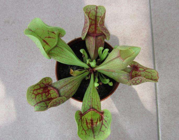 小太阳瓶子草 小太阳瓶子草