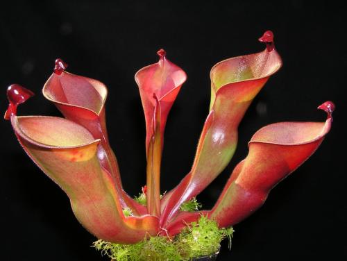 小太阳瓶子草 小太阳瓶子草