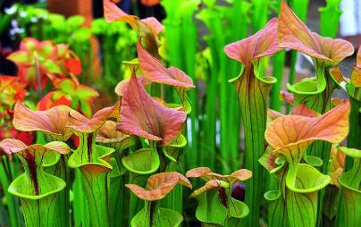 小太阳瓶子草 小太阳瓶子草