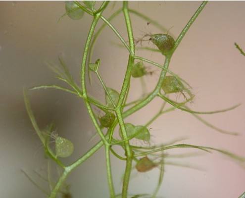 丝叶狸藻